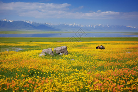 黄色的花海报伊犁的花海背景