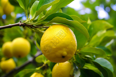 树上的柠檬图片