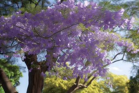 紫色的蓝花楹树图片