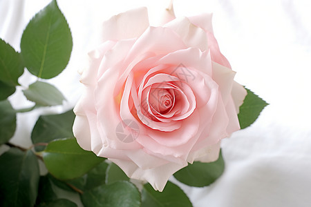 玫瑰花的浪漫图片