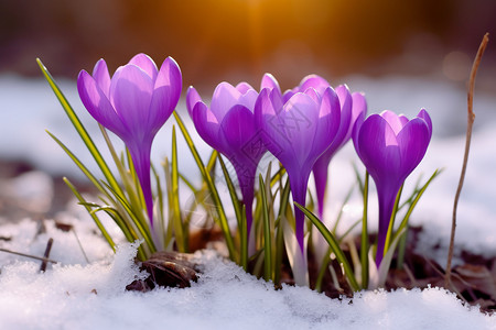 寒冷冬日的花儿背景图片