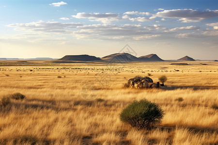 非洲大草原大自然比亚焦高清图片