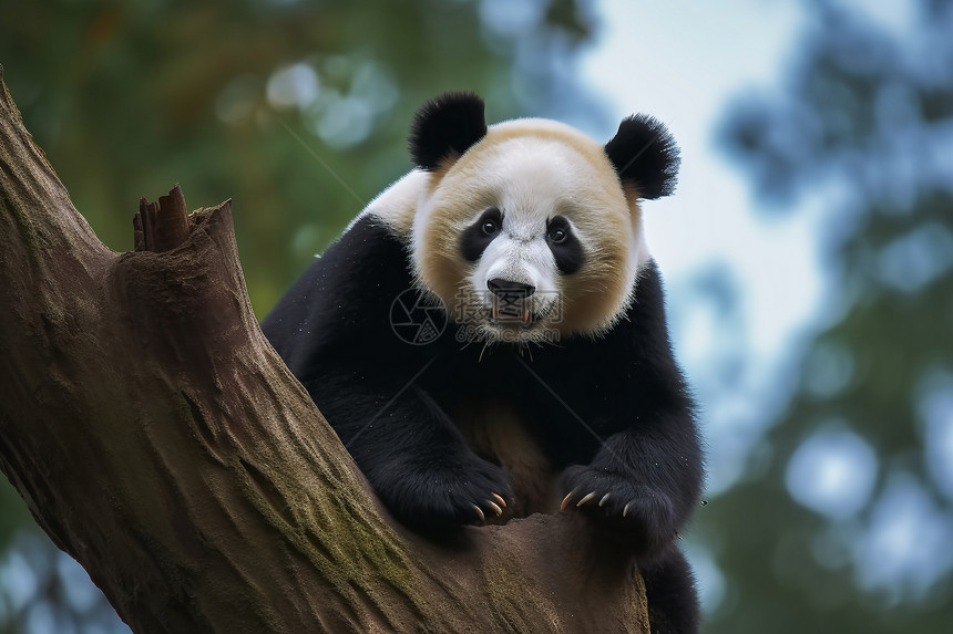 树上的熊猫图片