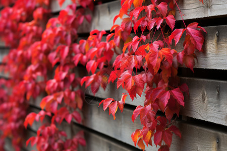 花藤与叶子红色的藤蔓背景
