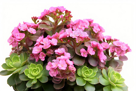 开粉色花朵的植物图片