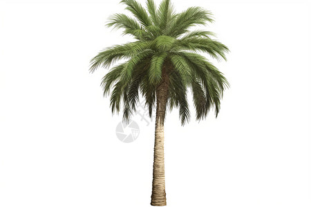 亚热带季风气候棕榈树插画