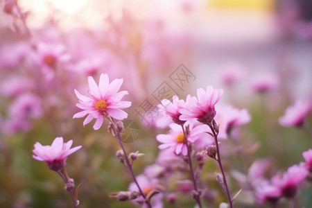 粉色的小花户外盛开的小花朵背景
