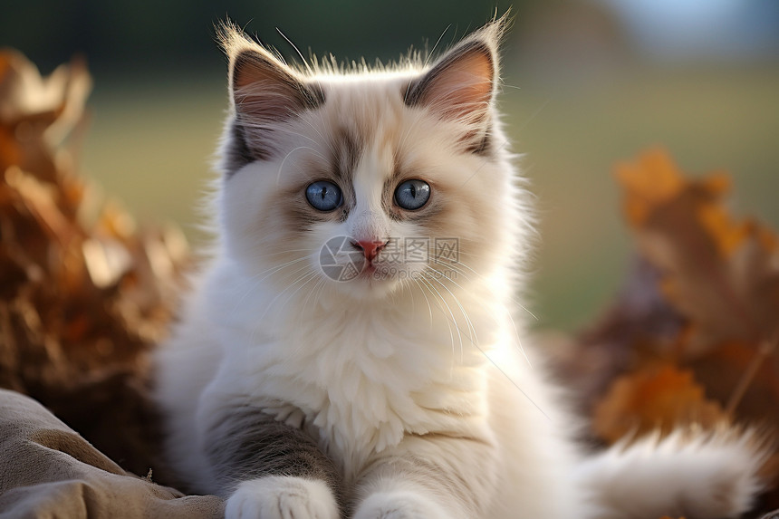 蓝眼睛布偶猫图片