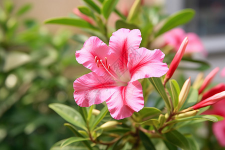 杜鹃花粉红色粉红色的百合花背景