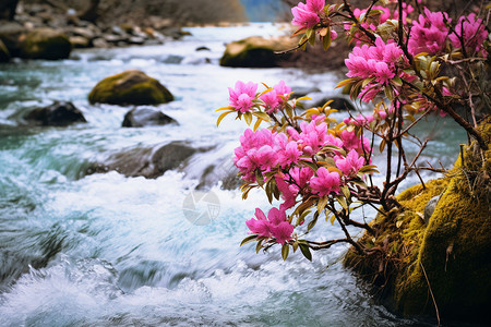杜鹃河河流边的杜鹃花背景