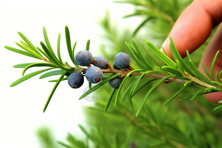 树枝上的蓝莓高清图片