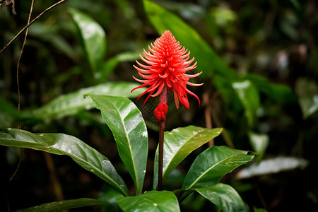 雨林植物背景图片