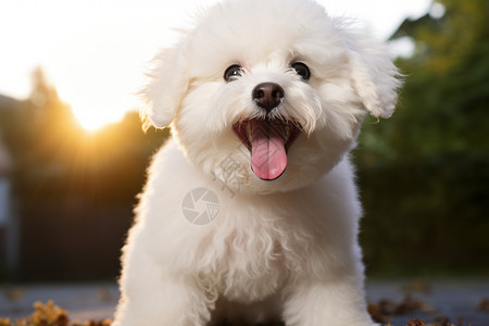 白色的宠物狗背景图片