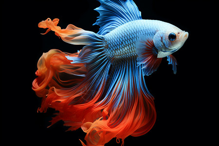 红蓝色的暹罗斗鱼背景图片