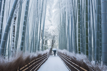 雪压竹子竹林的雪景背景