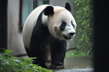 篮子里的大熊猫图片