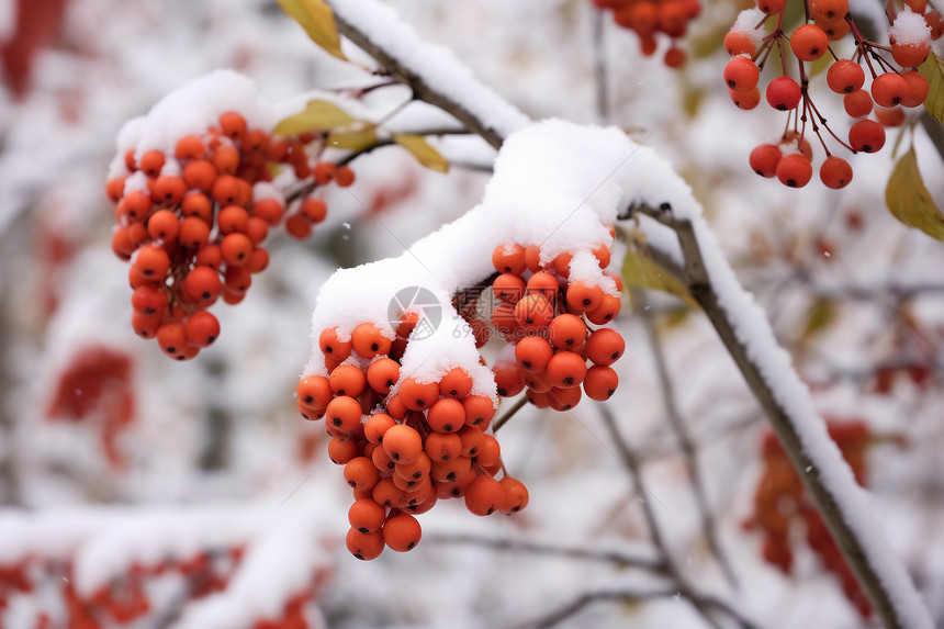 下雪后的树枝图片