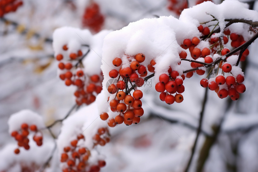 雪下的浆果图片