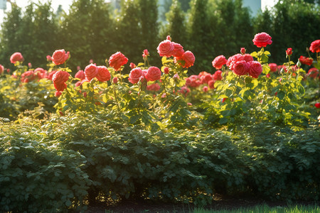 夏季的玫瑰园背景图片