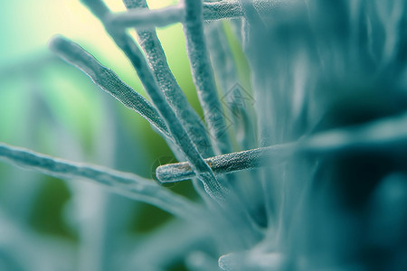 植物霜显微设计图片