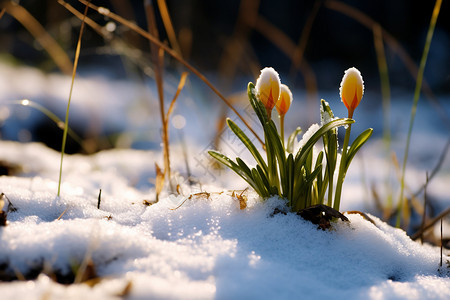 雪色雪地中盛开的雪花莲背景