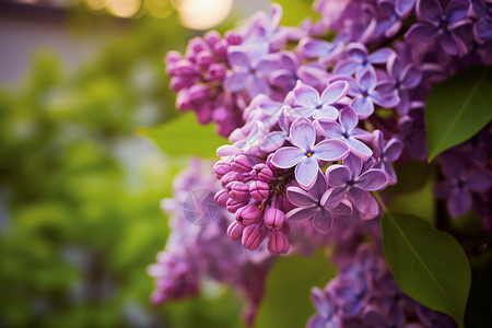 紫丁香背景图片