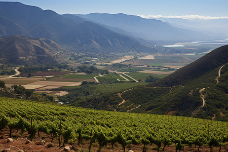 智利葡萄夏天葡萄种植农场背景