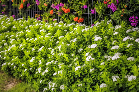 花园篱笆院子里的鲜花和植物设计图片
