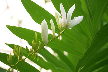 白色木兰花生长木兰属高清图片