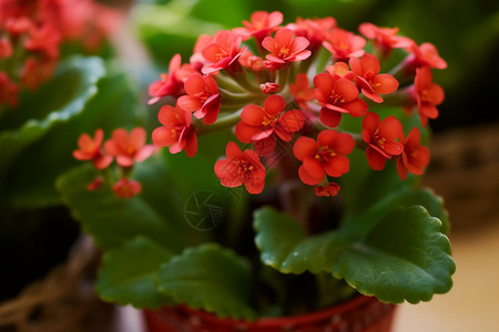 多肉植物室内花园高清图片