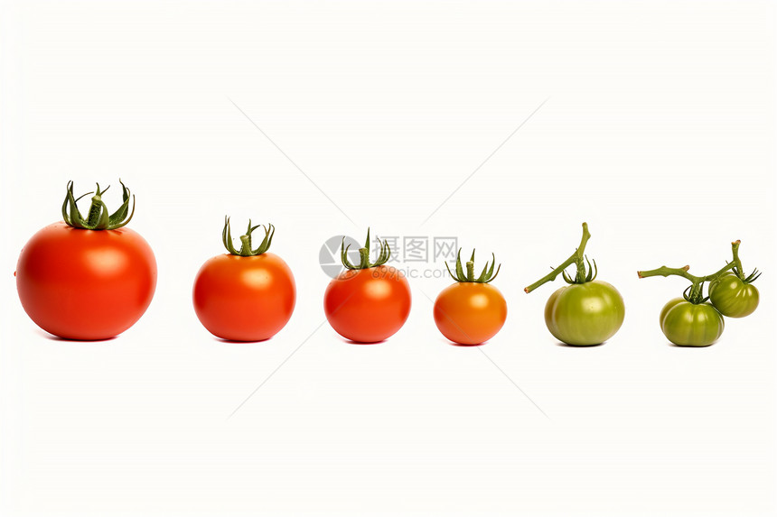 番茄序列图片