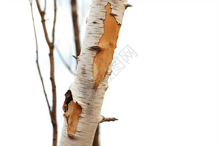 冬季的桦木树干高清图片