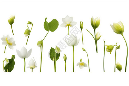 白色雪莲花不同时期的雪莲花背景