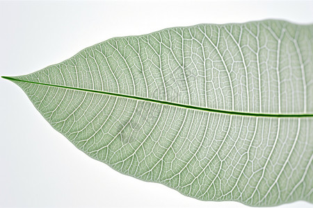 绿色清晰树叶清晰的叶脉设计图片