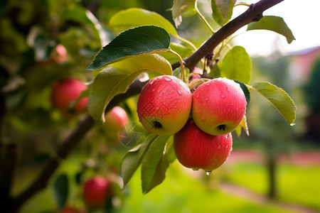果园里的苹果树背景图片