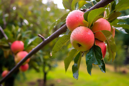 苹果树种植背景图片