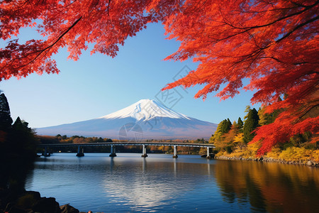 富士山红叶富士山的风景背景