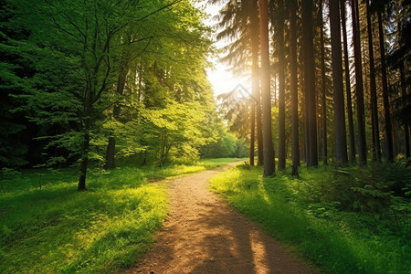 树林的小路背景图片