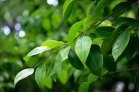 茂盛的植物叶子背景图片