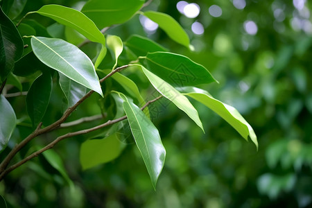 茂盛的植物树叶背景图片