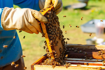 养殖蜜蜂图片
