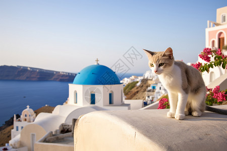 阳台猫圣托里尼墙壁上的小猫背景