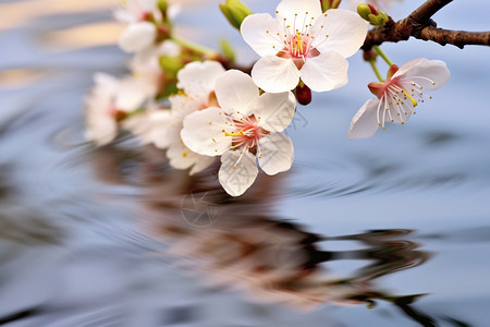 垂到水面的樱花图片