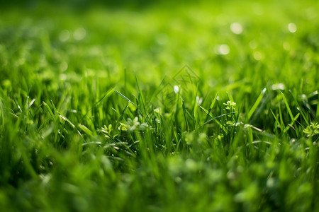 青青的绿草地背景图片