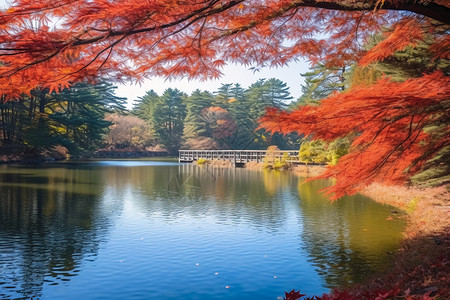 日本枫树湖水边的树林背景