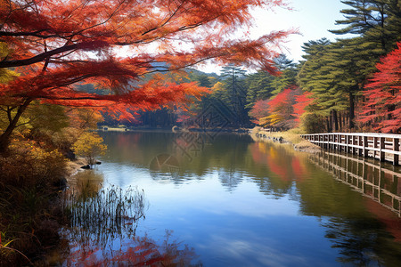 日本枫树湖水枫树风景背景