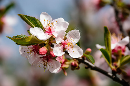 春光下的桃花图片