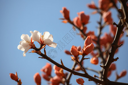 树上漂亮的花朵图片