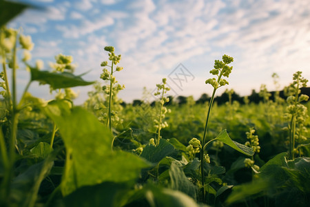 收获季节的农作物图片