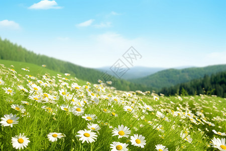 漫山遍野的鲜花图片